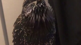 นกกระจอกยุโรปที่มีความสามารถเลียนแบบสุดยอด พูดภาษาอังกฤษได้ชัดเจนมาก แถมยังเป吹ขลุ่ยเก่งอีกด้วย