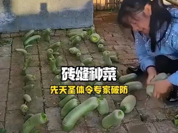 Thánh trồng rau bẩm sinh lại trồng đủ loại rau trong khe gạch