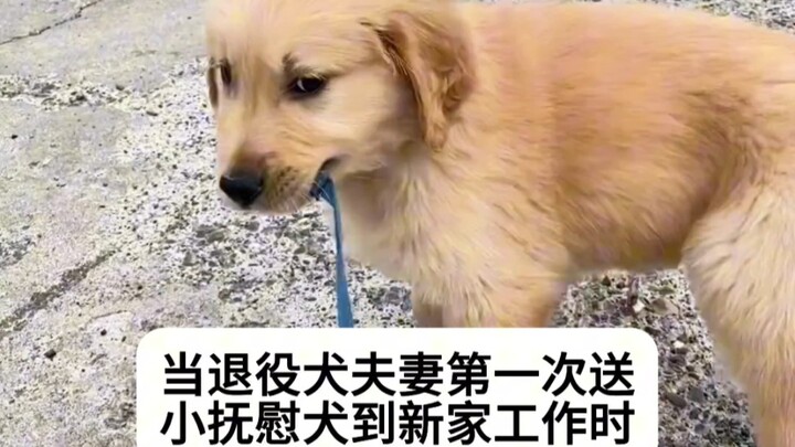 Comfort Dogs: Even Farewells Can Bloom