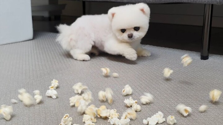 [Pecinta Anjing] Hujan popcorn di depan anjing