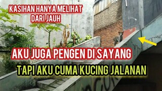 Kucing Liar Ini sedih Dan Iri melihat Temannya Punya Pengasuh Hanya Lihat Dari Kejahuan..!