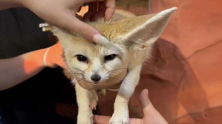 เกี่ยวกับการมาเที่ยวฉางซา! สวนสัตว์สุดปังที่ฉันอยากแนะนำที่สุด