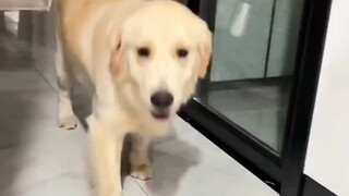 金毛：妈妈我还是最爱你了