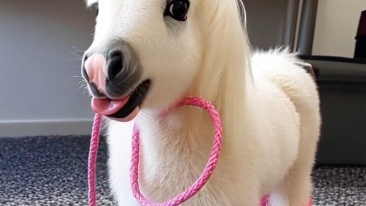 ما أجمل مهرة المليونيرة الصغيرة! أنا أريدها أيضًا!