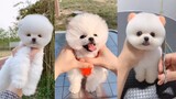 Tik Tok Chó phốc sóc mini Funny and Cute Pomeranian Videos #5
