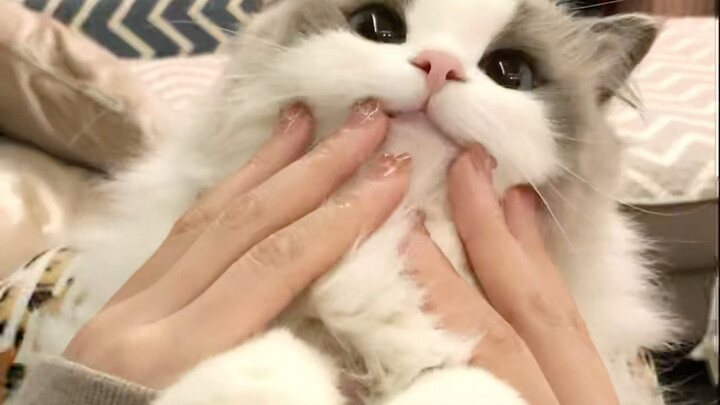 This super cute kitten, I just want to share it with you!