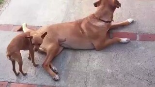 What are you doing, little dog?!