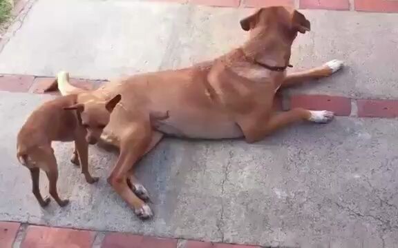 Apa yang kau lakukan, anjing kecil?!
