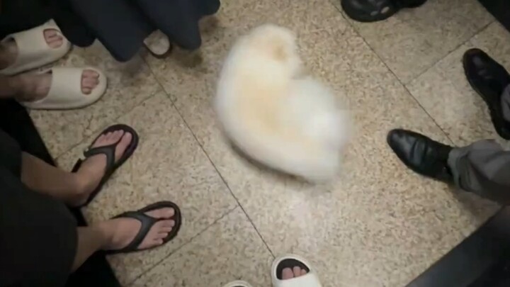 ماما، لماذا توجد شريط تقدم يدور في المصعد؟