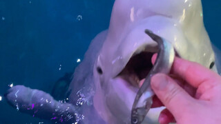 The fish was served in insufficient quantity—Little Black immediately turned hostile on the spot.