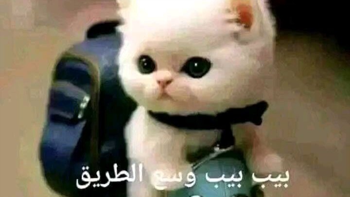 بيب بيب