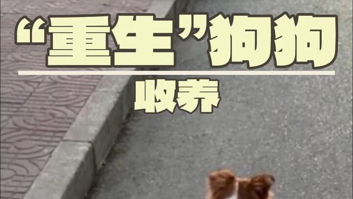 This dog has been brought back to life!