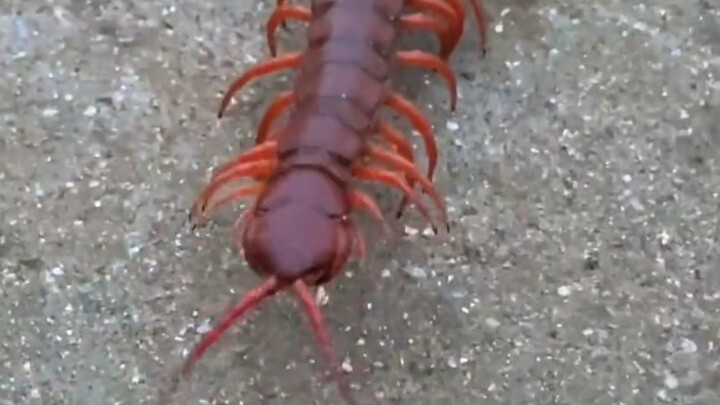 Dangerous Centipede