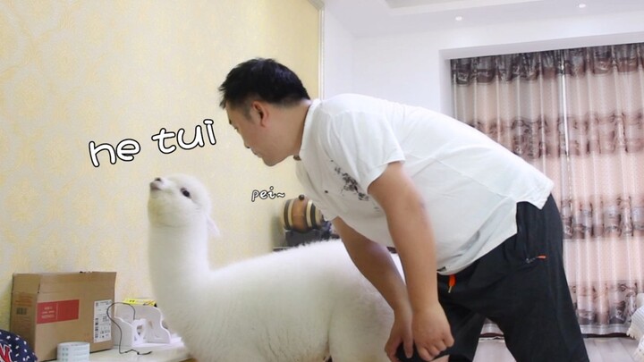 What will a llama do when its owner spits at it?