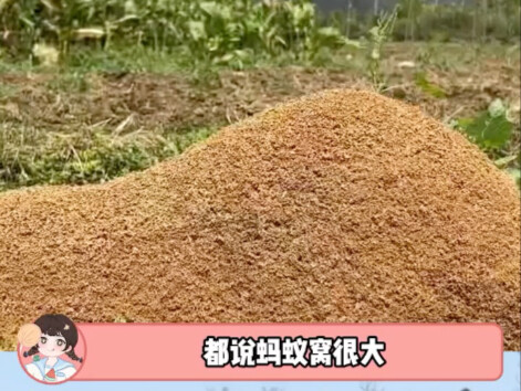 First time seeing such a huge ant nest