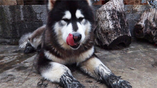 [Animals]Taking bath for pet dog|<Pang Pang De Wo>