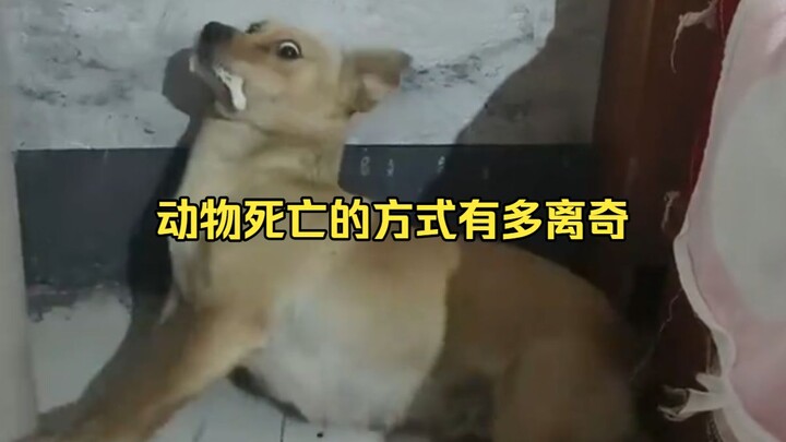 การพิสูจน์สาเหตุการตายอันพิสดารของสัตว์ 37