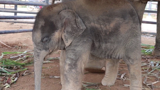 "หัวฟาดพื้น" ง่วงก็ไปนอนลูก พังสมบูณร์ง่วงนอน elephant sleep ep177 *-*