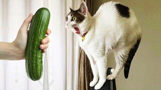 Trending Funny Animals 😅 Funniest Cats and Dogs 😹🐶 Part 36