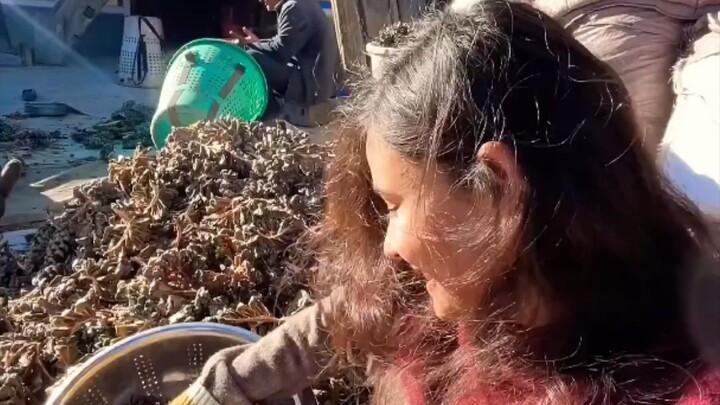 Wild Pine Cone Harvesting in Himachal Pradesh. The Most Expensive Dry Fruit of India.#trend#Chilgoza