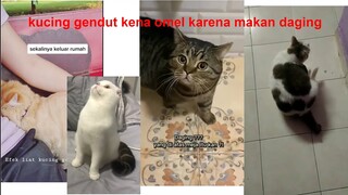 NGAKAK 😂 KUCING LUCU KENA OMEL KARENA KETAHUAN MAKAN DAGING DI ATAS MEJA 😂