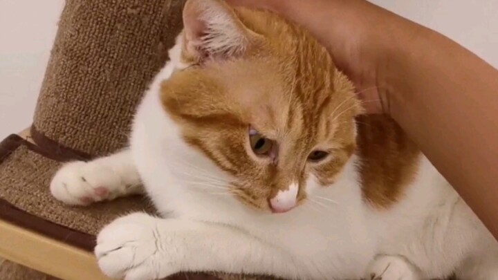 Pertunjukan perpisahan kucing oranye kecil sebelum operasi pengebirian