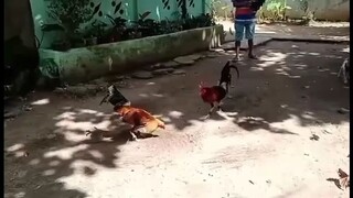 naka 2round , manok ni parekoy,🐓