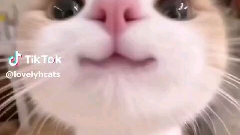 🐱🐱