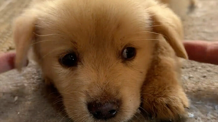 About the Little Dog I Bought for 20 Yuan and How It Went Crazy Licking Me When We Got Home