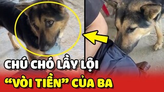 Phong cách VÒI TIỀN Sen CỰC LẦY của chú chó THÔNG MINH 😂 | Yêu Lu