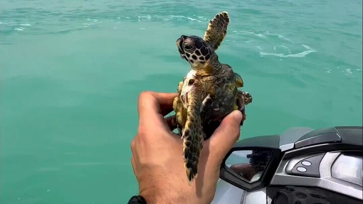 Vệ sinh hà trên mai rùa con, nhưng điều đáng bực mình là lại có một chú cua đang “đi ké”!