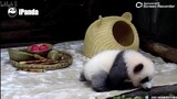 Panda Ji Xiao Tidur di Sarang