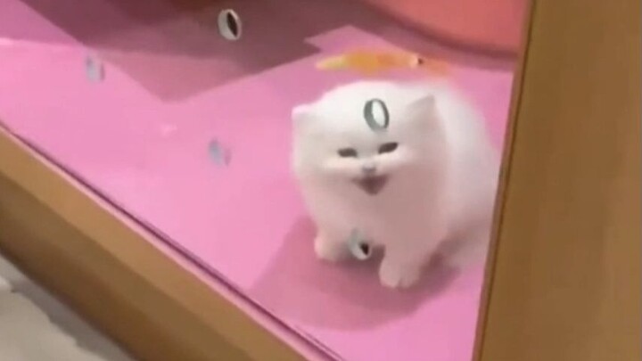 “The Cat That Instantly Turns Into a Clipped Voice”