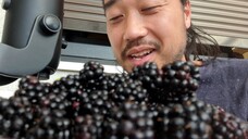 ASMR EATING SOUNDS - BLACKBERRIES
