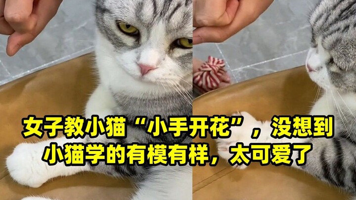 Cô gái dạy mèo con “đưa tay ra xòe hoa”, không ngờ mèo con học rất giống, quá đáng yêu!