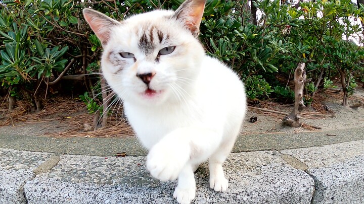 A cat frantically complains in some cute little voices, like saying “It’s so cold”...
