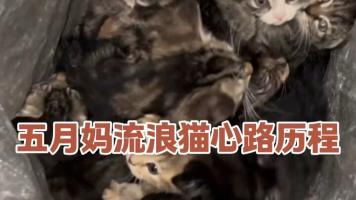 Where do hundreds of stray cats go from here? I’ve finally found a way out.