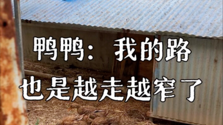 鸭鸭：我的路也是越走越窄了