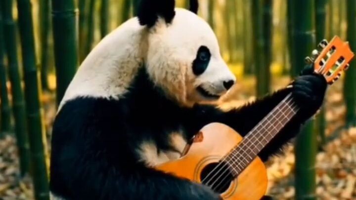 panda bernyanyi