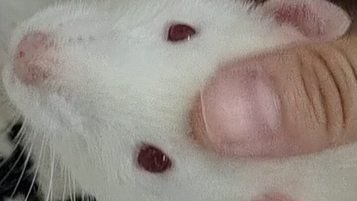 When Lab Rats Get Co-opted