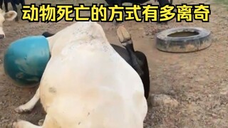 Animal Strangely Dead Identification 1