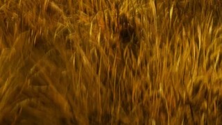 Dược Sư Tự Sự - 19