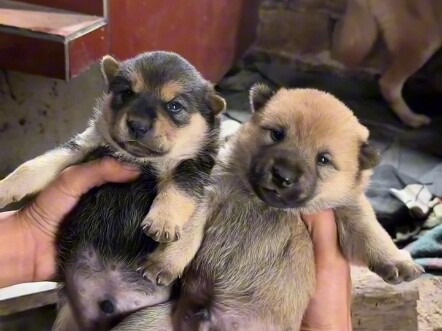 Cute little figurine