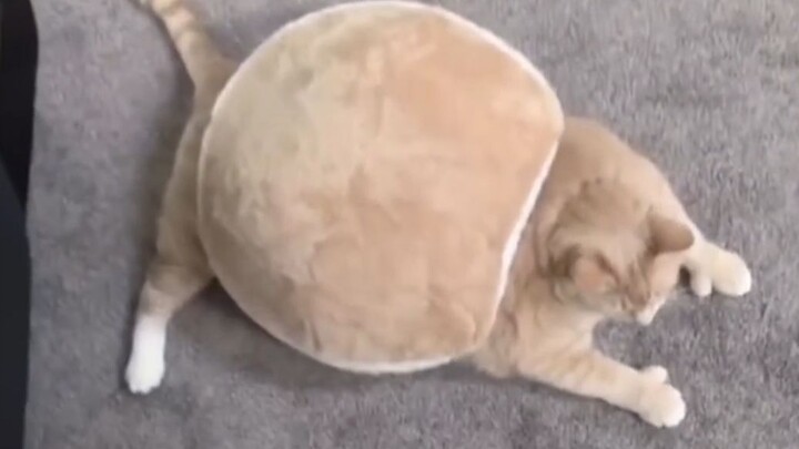 这些猫让我笑了一天一夜！