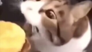 เจ้าแมวน้อย เธอสามารถกินเบอร์เกอร์ชีสได้นะ