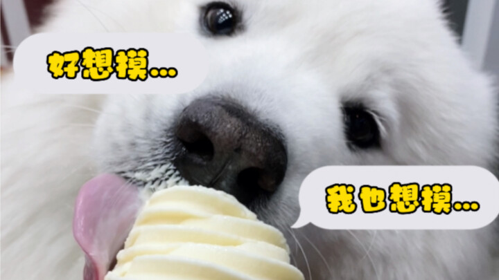 You can pet me, but don’t even think about my ice cream!