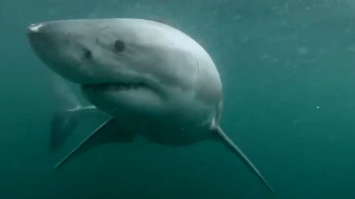 Nhảy xuống vách đá với GoPro: Cảm nhận thế nào là thoát chết trong gang tấc!