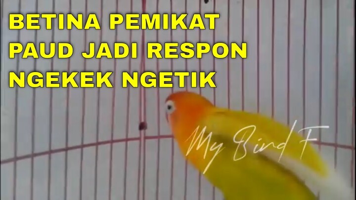 Hanya 2 Menit LOVEBIRD anda DIJAMIN Nyaut NGEKE dengar SUARA LOVEBIRD ini, LOVEBIRD LELET saja bisa