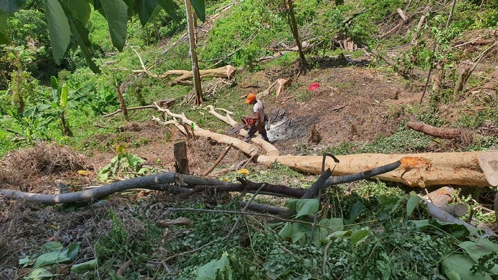 proses bersih bersih lahan untuk kebun durian