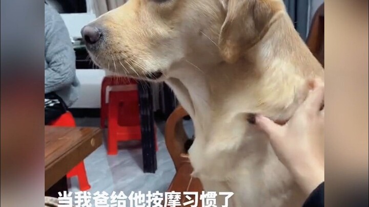 For the first time, a dog demanded my KPI.